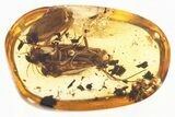 Detailed Fossil Caddisfly (Trichoptera) In Baltic Amber #325299-1